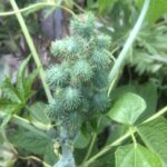 Ricinus Communis (Castor Oil Plant)