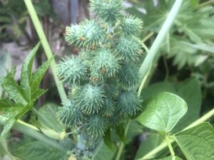 Ricinus Communis (Castor Oil Plant)