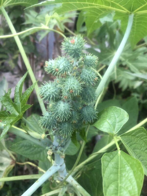 Ricinus Communis (Castor Oil Plant)
