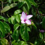 Rubber Vine