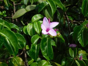 Rubber Vine