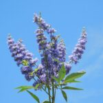 Vitex Agnus-Castus
