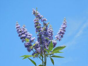 Vitex Agnus-Castus
