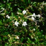 Volkameria Inermis