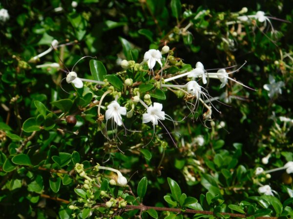 Volkameria Inermis