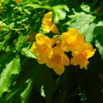 Yellow Elder Flower