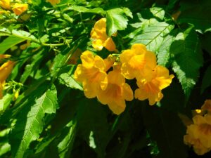Yellow Elder Flower