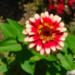 Zinnia Swizzle Cherry & Ivory