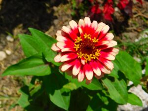 Zinnia Swizzle Cherry & Ivory