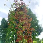 Clerodendrum Indicum