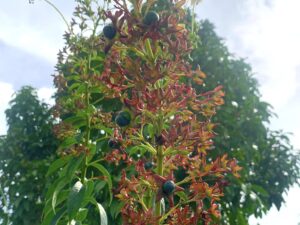 Clerodendrum Indicum