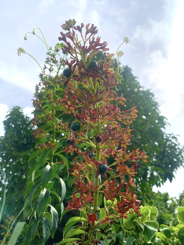 Clerodendrum Indicum