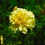 French Vanilla Marigold