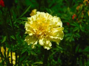 French Vanilla Marigold