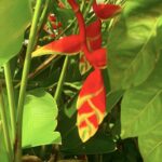 Heliconia Rostrata