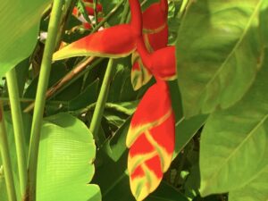 Heliconia Rostrata