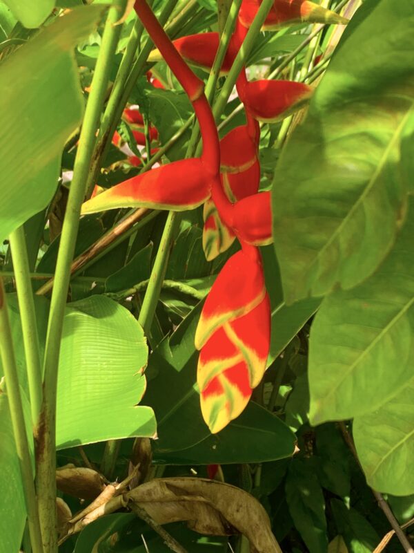 Heliconia Rostrata