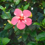 Hibiscus Rosa-Sinensis