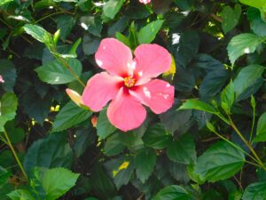 Hibiscus Rosa-Sinensis