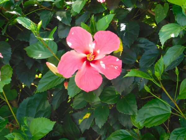Hibiscus Rosa-Sinensis