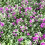 Leucophyllum frutescens