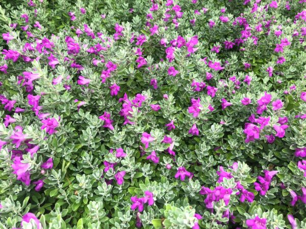 Leucophyllum frutescens