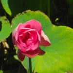 Lotus Flower