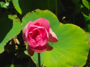 Lotus Flower