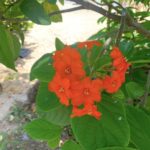 Orange Geiger, Cordia