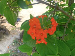 Orange Geiger, Cordia