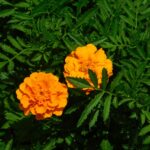 Orange Marigold Flower