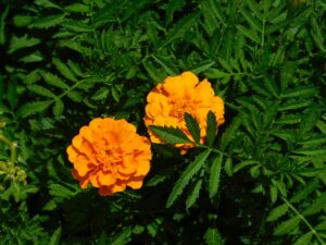 Orange Marigold Flower