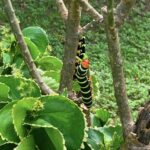 Pseudosphinx Caterpillar On Acalypha Green