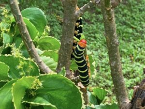 Pseudosphinx Caterpillar On Acalypha Green