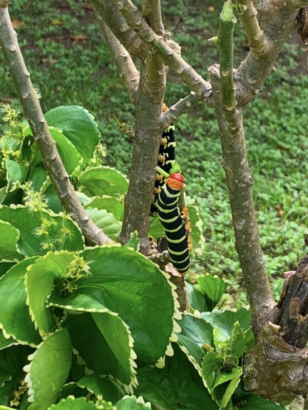 Pseudosphinx Caterpillar On Acalypha Green