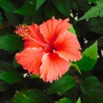 Red Hibiscus in Bloom
