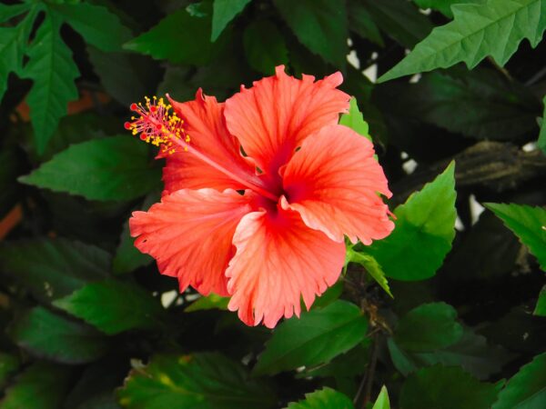 Red Hibiscus in Bloom