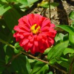 Zinnia (Holi Scarlet)