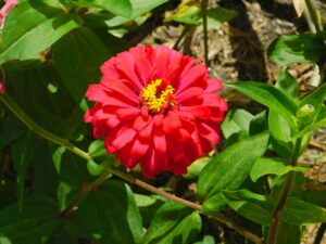 Zinnia (Holi Scarlet)