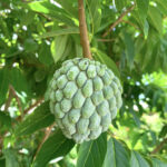 Annona Squamosa (Sugar Apple)