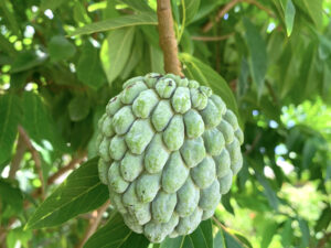 Annona Squamosa (Sugar Apple)
