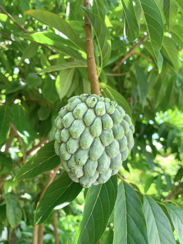 Annona Squamosa (Sugar Apple)