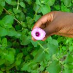 Hand Holding Purple Tievine Flower