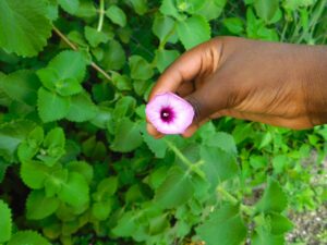 Hand Holding Purple Tievine Flower