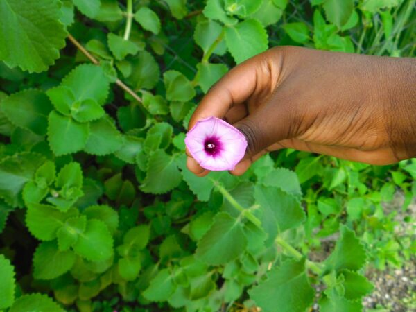Hand Holding Purple Tievine Flower