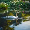 Swan Swimming in Pond Wall Art